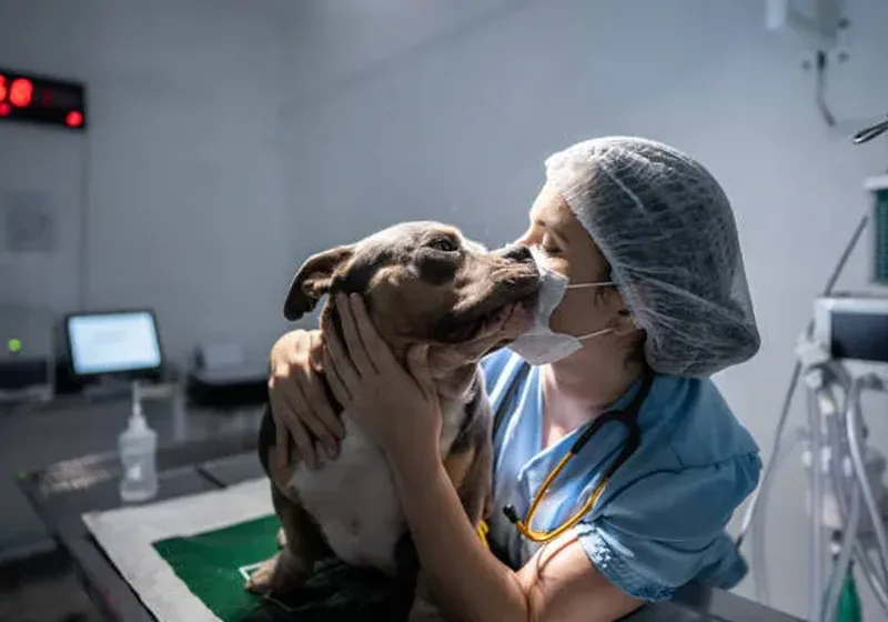 Atención veterinaria de urgencias